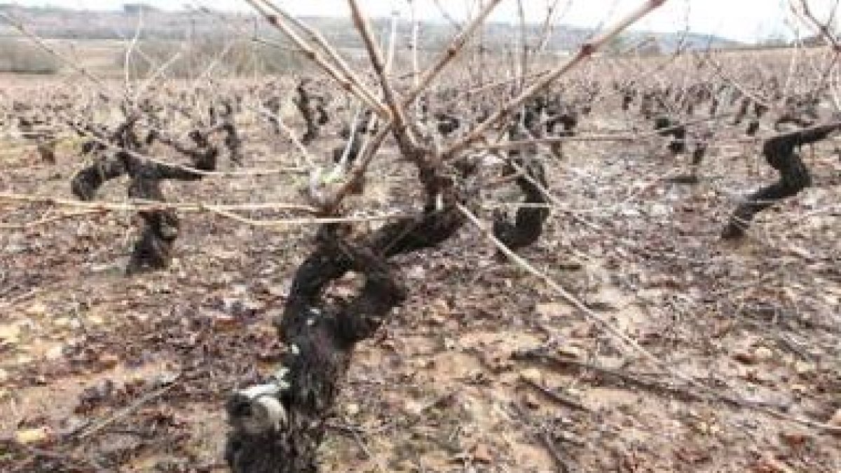 El invierno es la época de podar las vides.