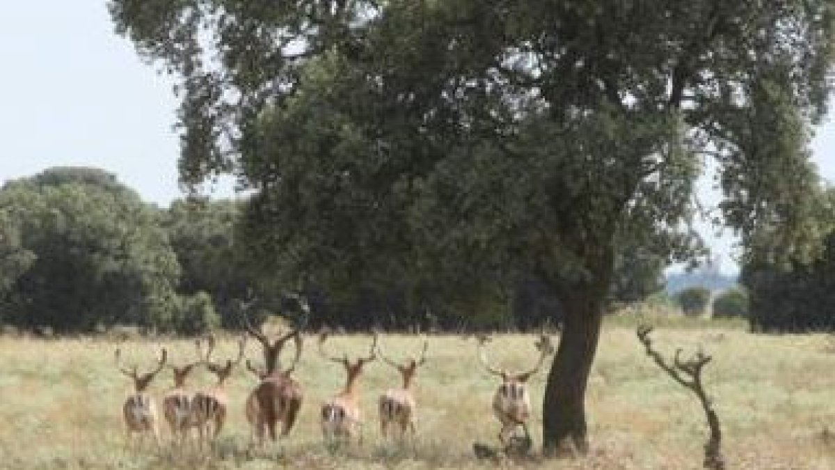 En las más de 200 hectáreas de terreno habitan en libertad distintas especies de animales.