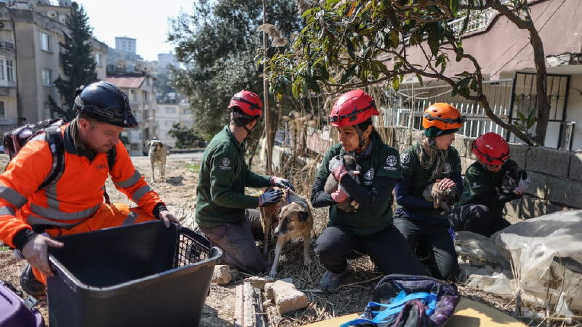 Miembros de Humane Society International rescatan de los escombros un perro con cinco cachorros. ERDEM SAHIN