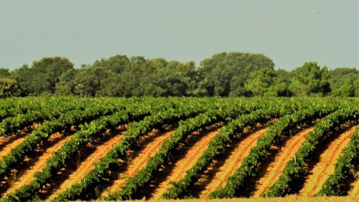 La viña El Pasadero, un paraje privilegiado de Banazolve, da nombre al proyecto e identidad y personalidad a los vinos. FLL/DL