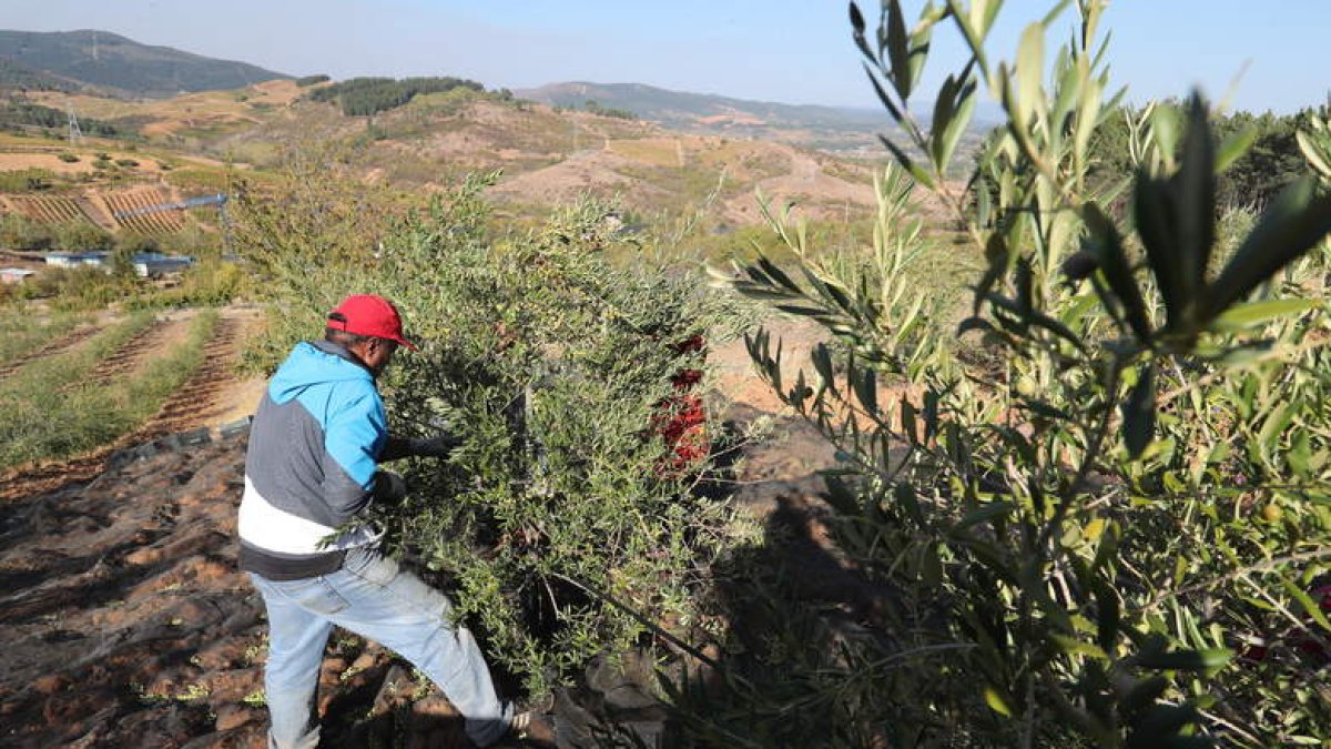 Un operario recoge aceitunas en una finca de la zona de Cacabelos, en imagen de archivo. L. DE LA MATA