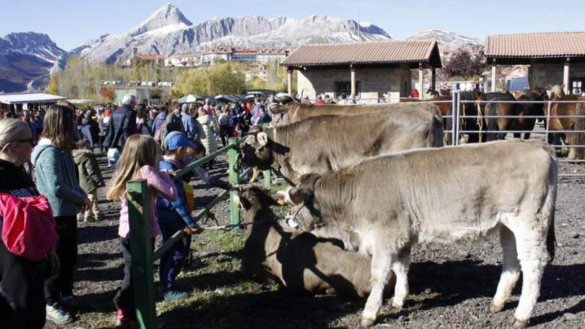 La feria congregó a muy buenos ejemplares de reses como las de vacuno. CAMPOS