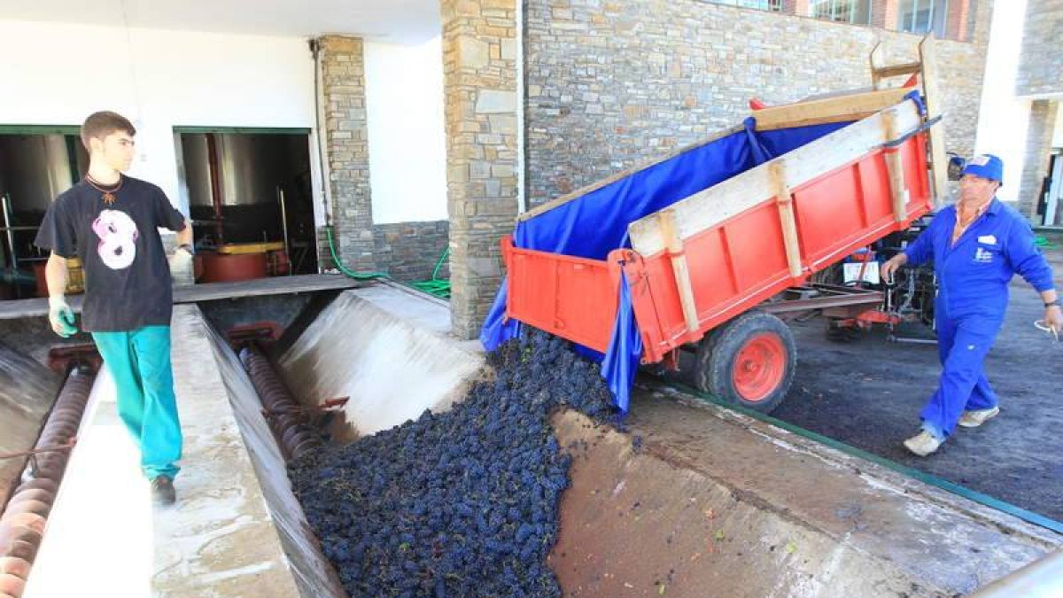 Un socio entrega uva en la cooperativa de Cacabelos, durante la última vendimia