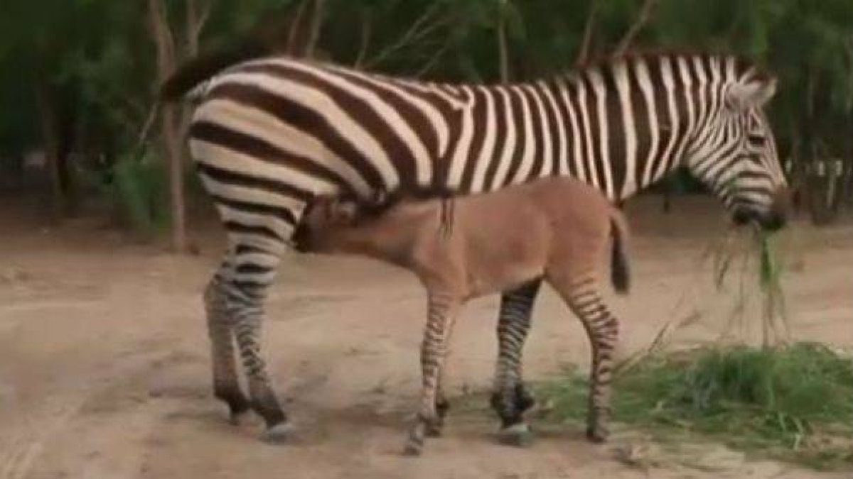 El animal, junto a su madre en el recinto del zoo de México.