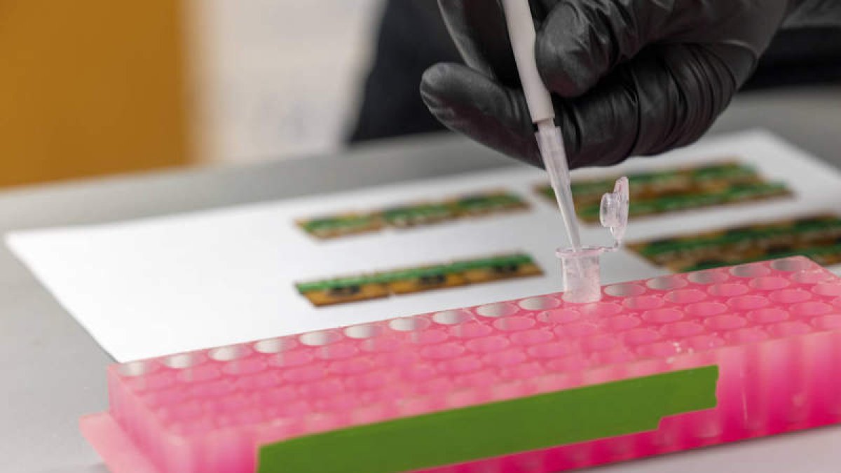 Imagen de pruebas científicas para medir la resistencia de los antibióticos. RACHEL EWEING