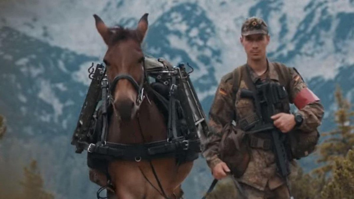 Una de las mulas de la localidad murciana de Lorca utilizada por el Ejército alemán.