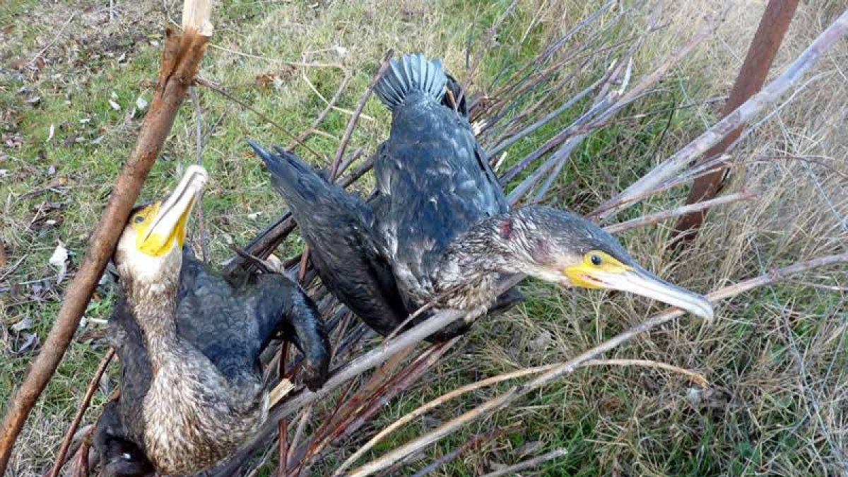 Una pareja de cormoranes jóvenes en el río Esla.