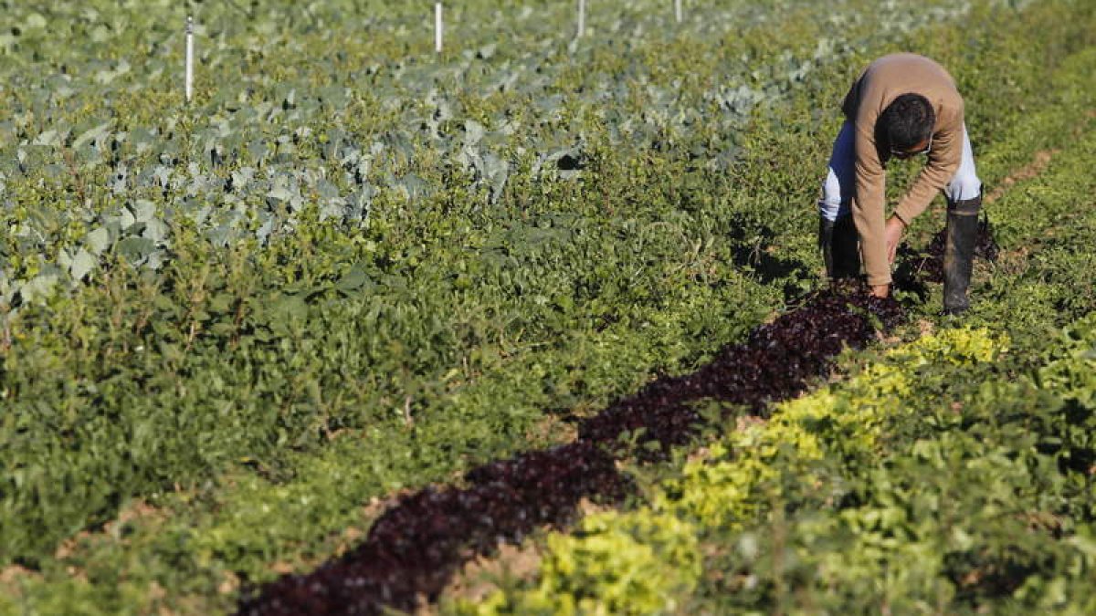 Un agricultor trabaja su finca de Matalobos del Páramo, en una imagen de archivo.
