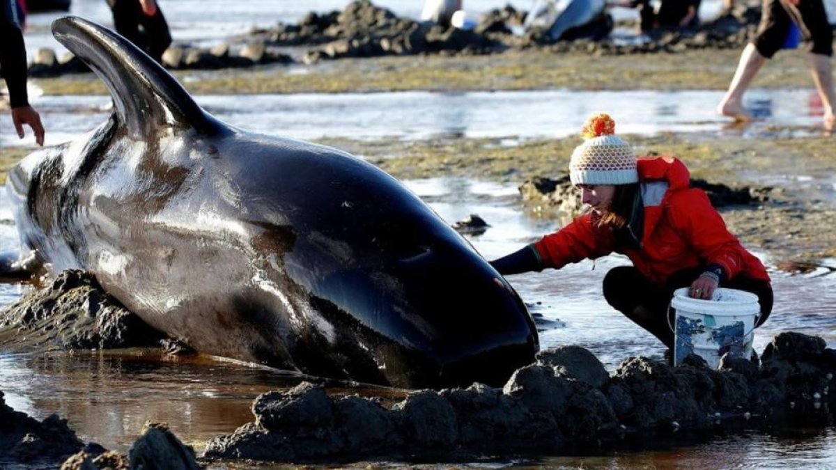 Ballenas varadas en Nueva Zelanda.