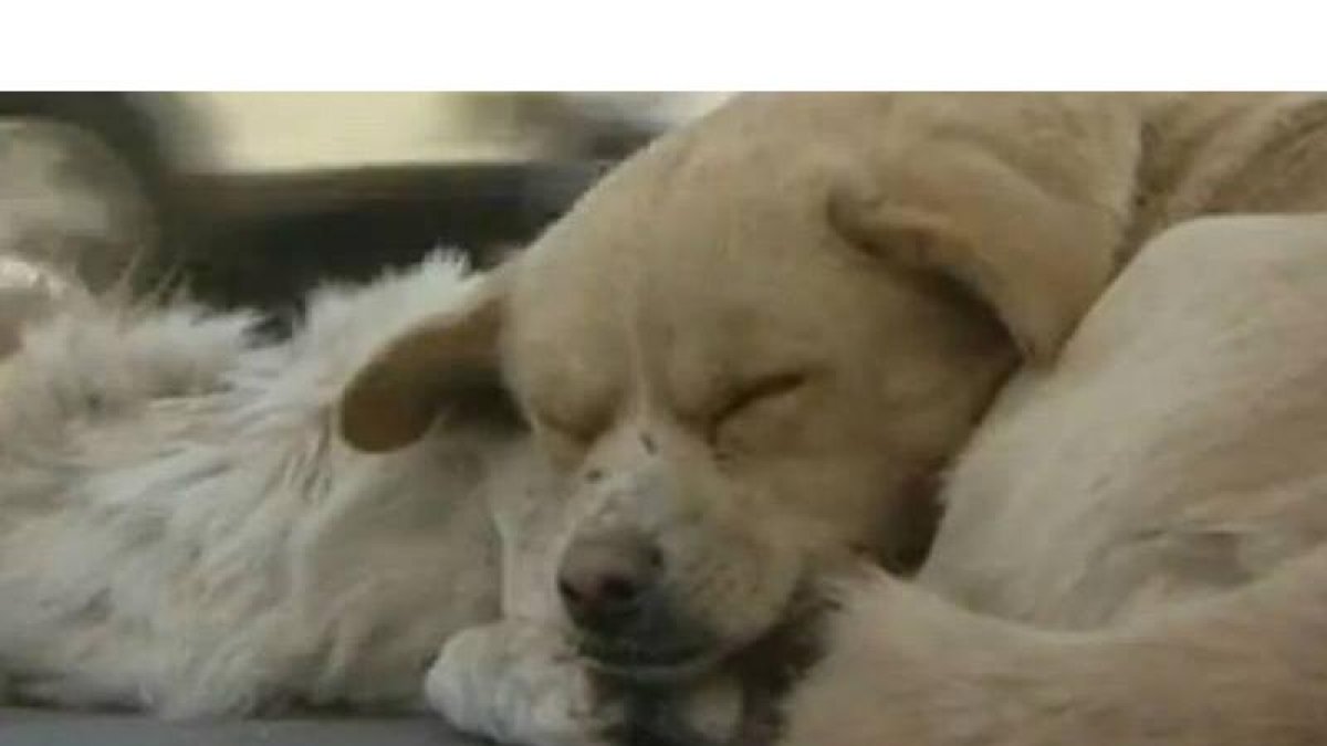 Un can permanece junto a su amigo, un perro atropellado.