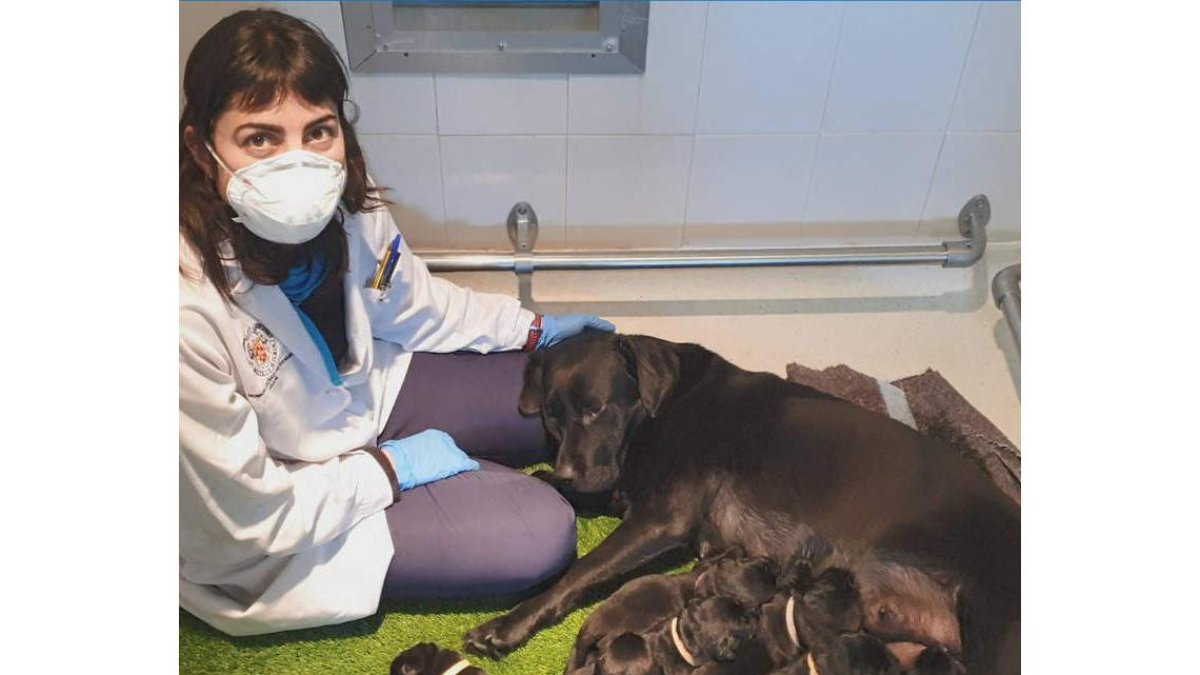 Una camada de perros que serán entrenados para ser guías. DL