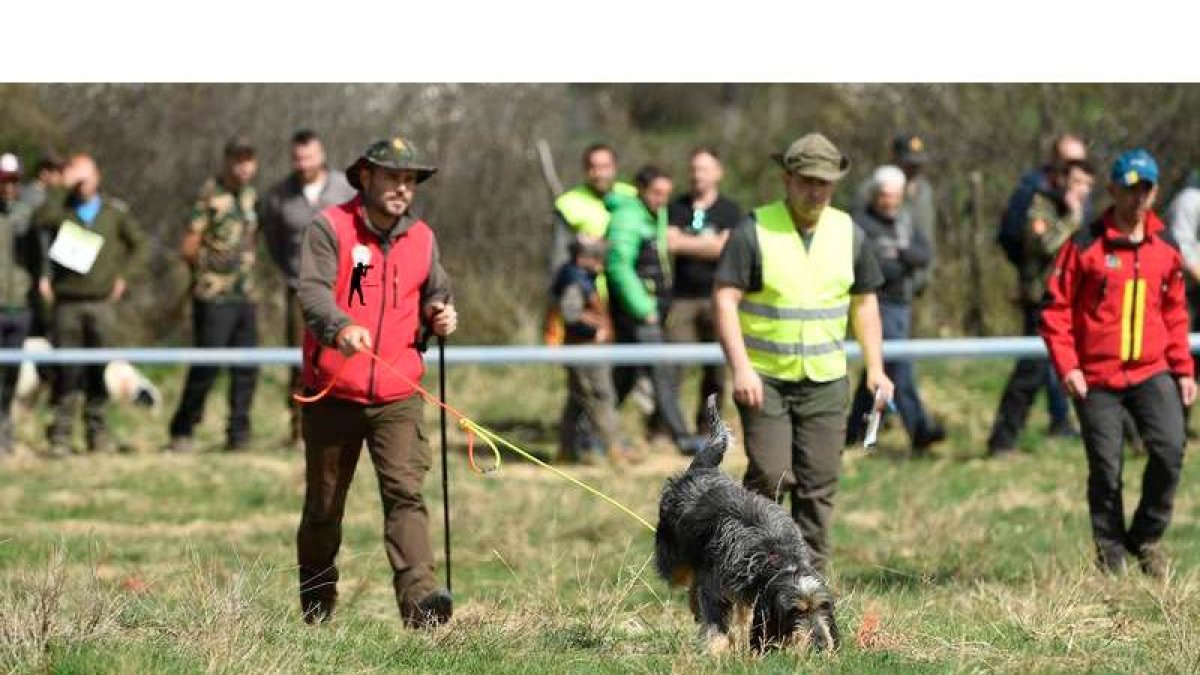 El Autonómico de perros de rastro sobre jabalí tiene este año como escenario único Anllares. CELA