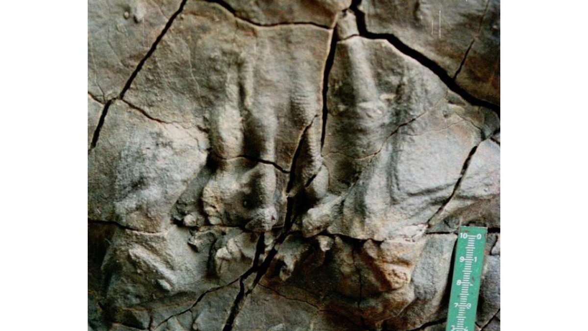 Una huella de pterosaurio descubierto en Asturias en 1989. JOSÉ CARLOS GARCÍA