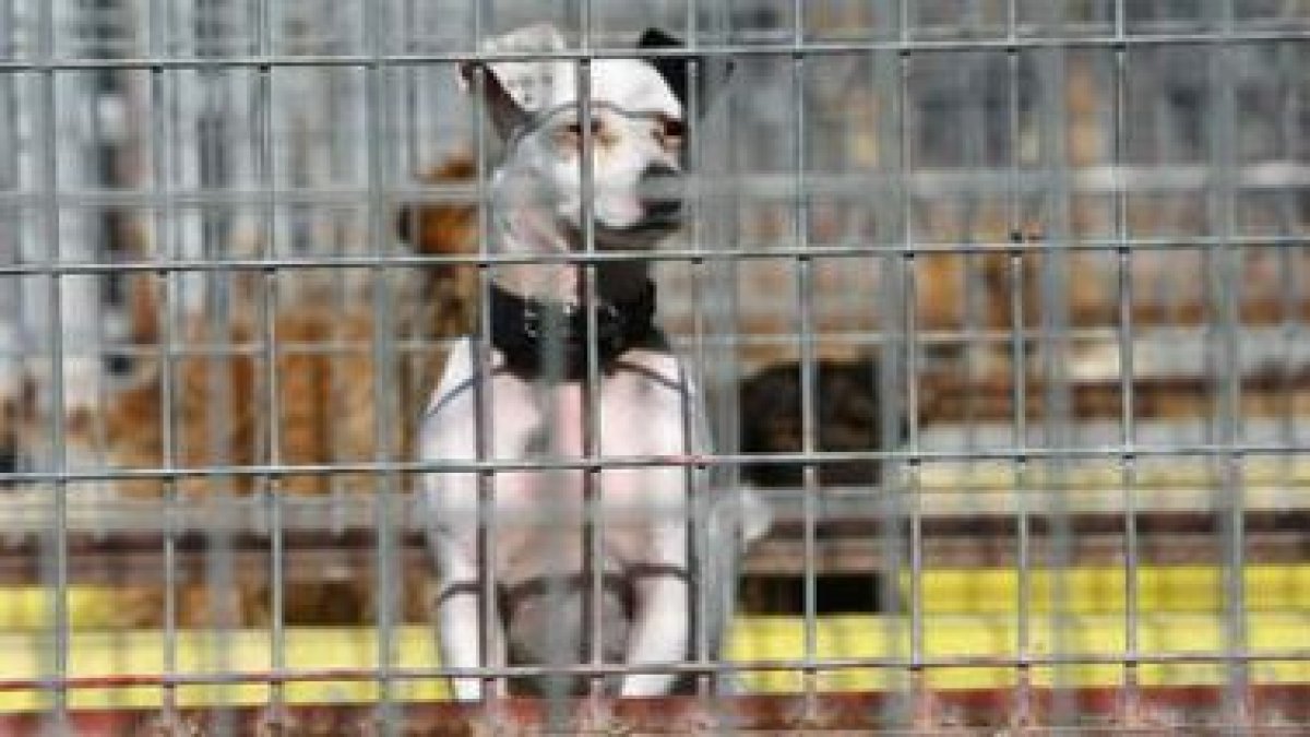 El cementerio acogerá los restos de perros, pero también de cualquier tipo de mascotas.