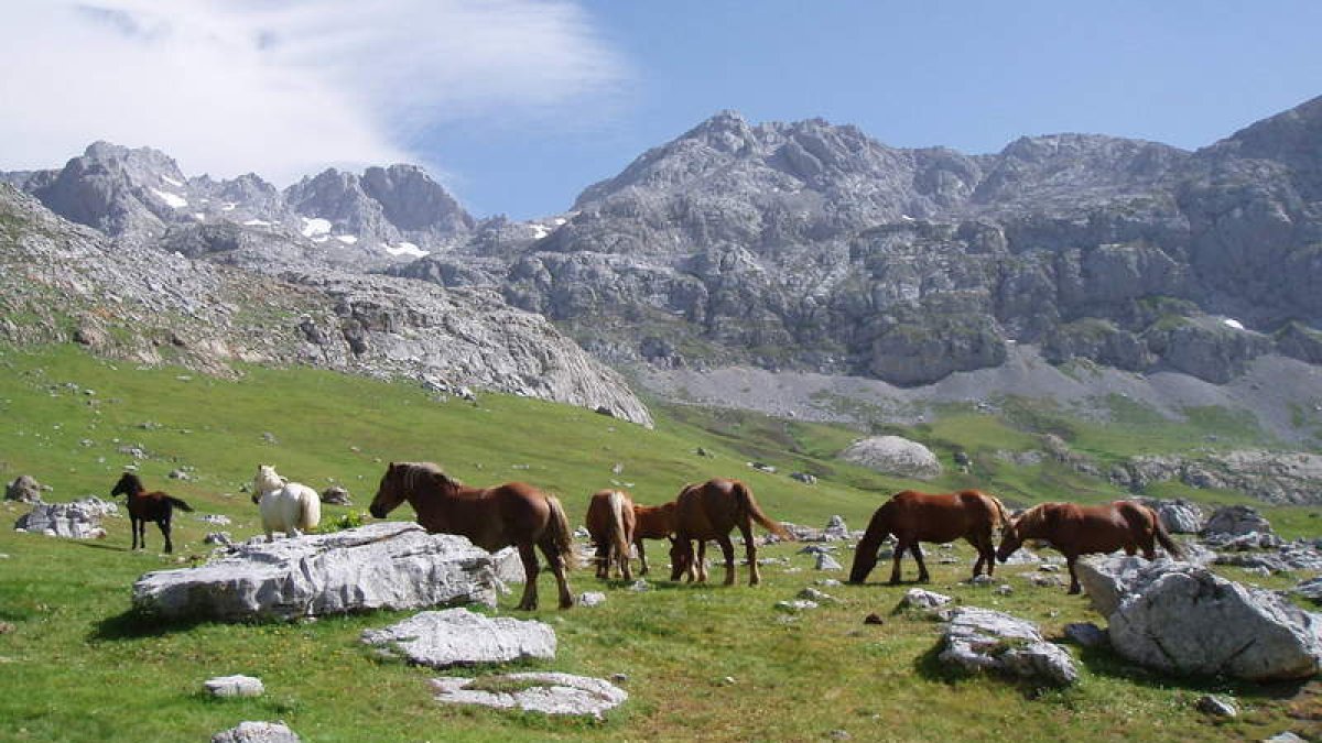 Varios caballos pastan en la Vega de Liordes, en Picos de Europa. RUBÉN GONZÁLEZ