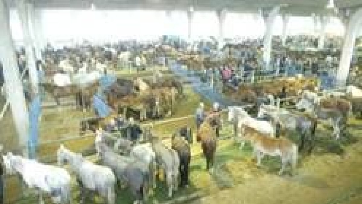 Imagen del mercado nacional de ganados de León en la cita ferial de Todos los Santos