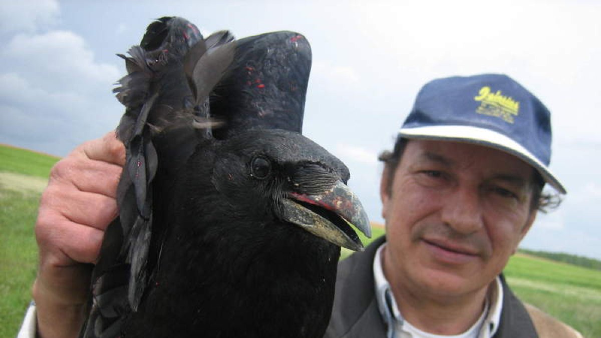 El grajo resulta muy dañino para la caza menor.