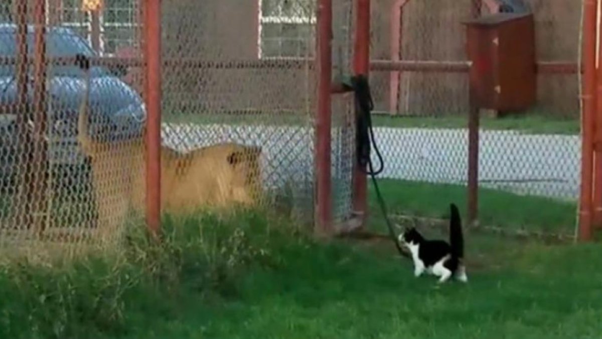 Noey y Baggy, separados por una valla.