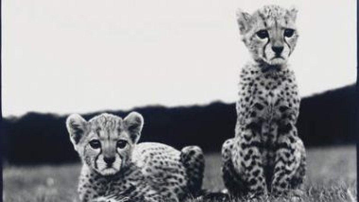 peter beard