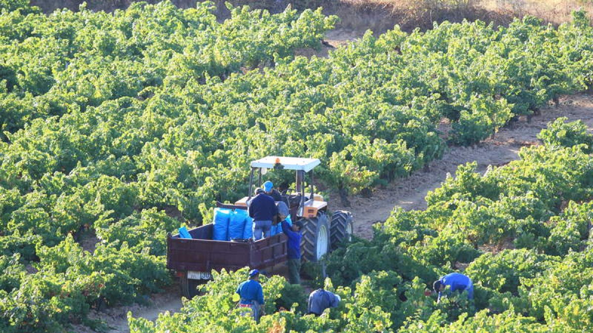 Campaña de vendimia recientemente finalizada en la comarca