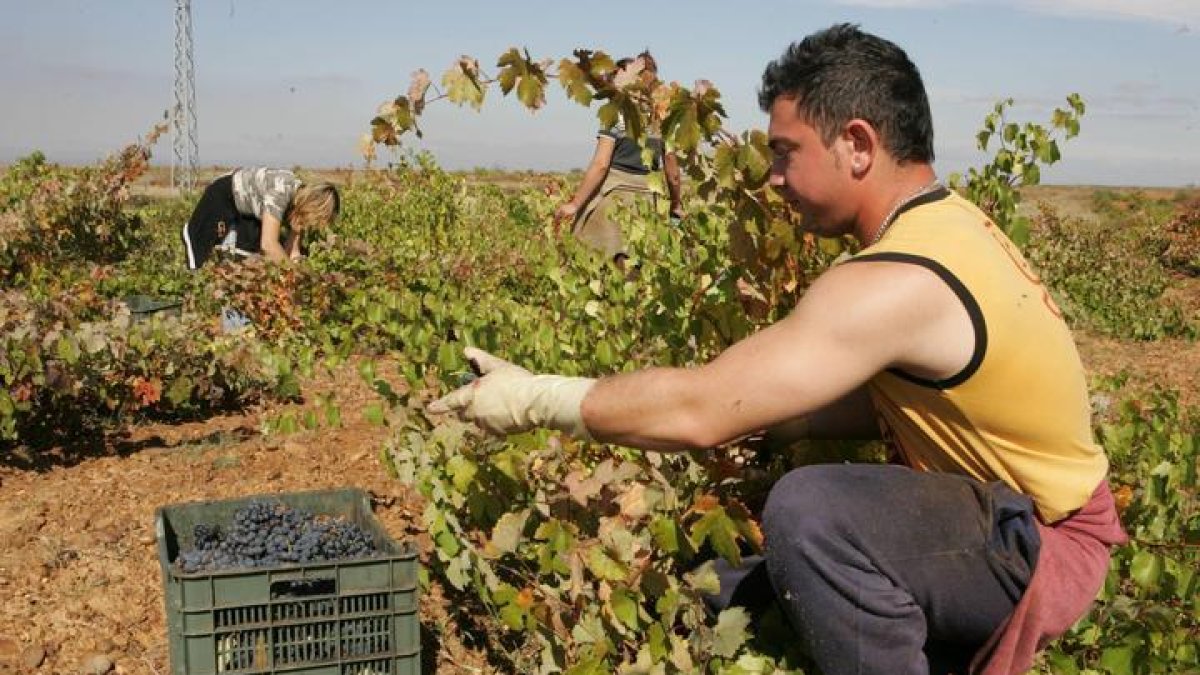 Trabajadores extranjeros durante la recogida de la uva en Pajares de los Oteros.