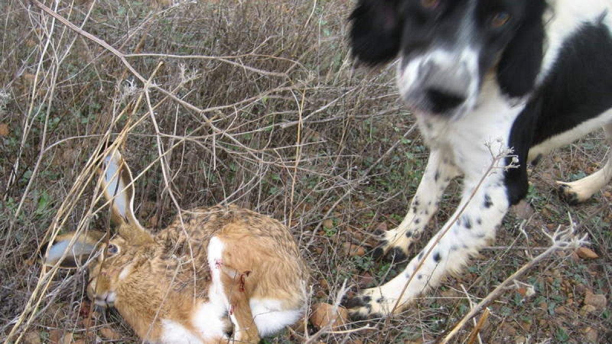 Un perro cobra una liebre en Tierra de Campos.