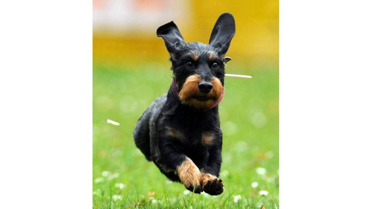 Un perro, en la carrera canina de Itzehoer Dachshund.