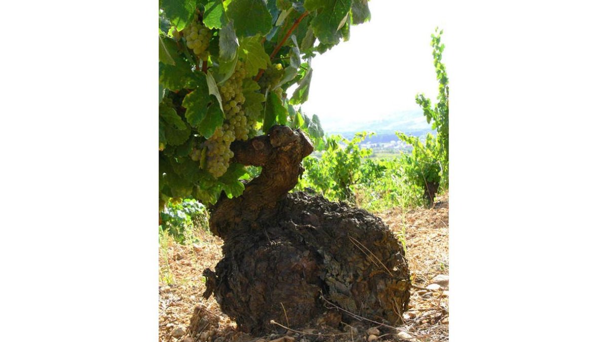 Cepas cente-narias como la de la fotoson la base sobre la que trabaja la bodega y el origen desus vinos. GA
