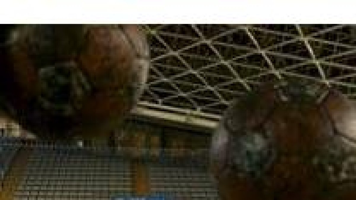 El Palacio de los Deportes volverá a vibrar con los goles del Ademar