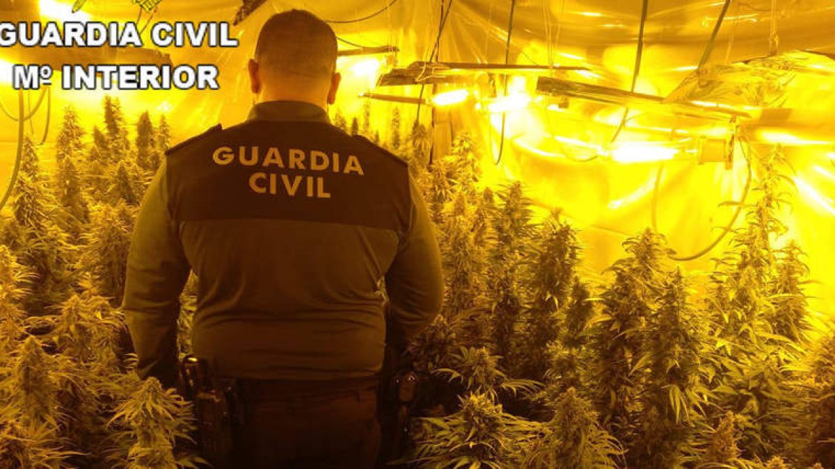 Un agente en la plantación desmantelada en Santa Marina. DL