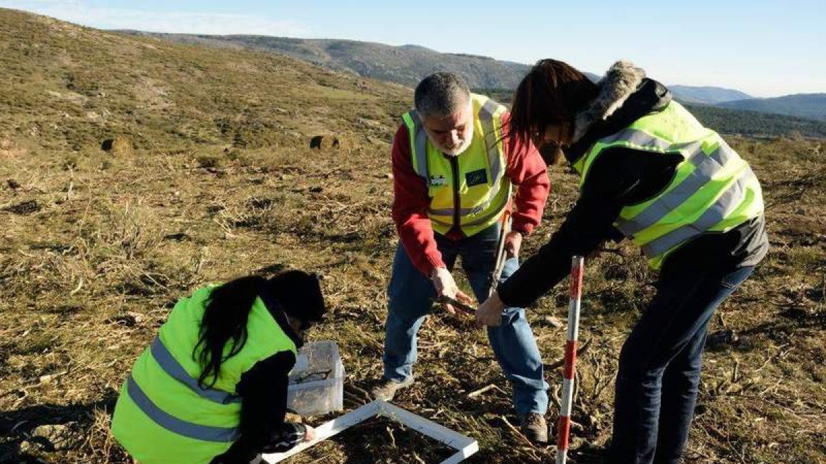 Participantes del proyecto europeo EnerbioScrub estudian el impacto sobre el suelo. ICAL