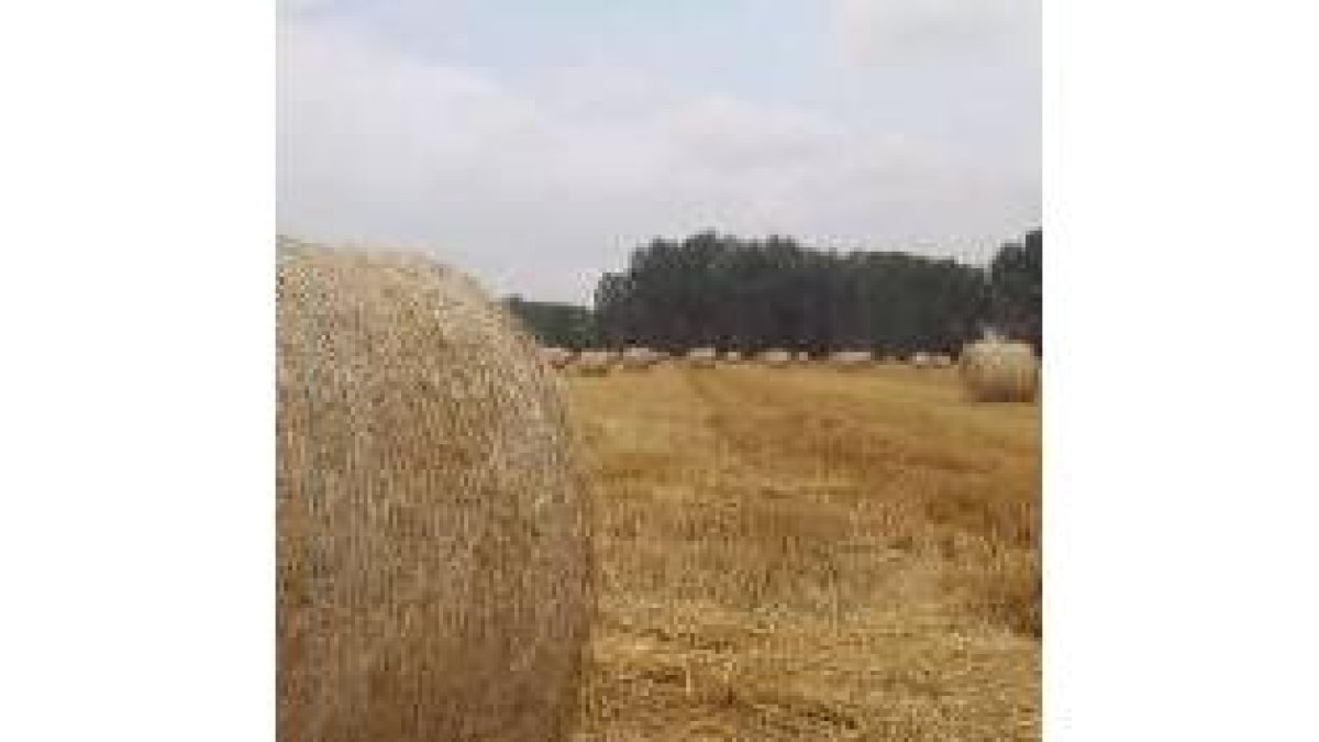 Catorce mil agricultores leoneses tienen derecho a las ayudas en León
