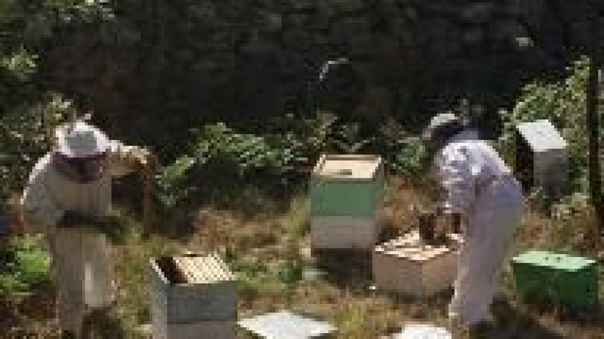 La persecución legal a las colmenas sin ningún reconocimiento cada vez es más fuerte en la comarca
