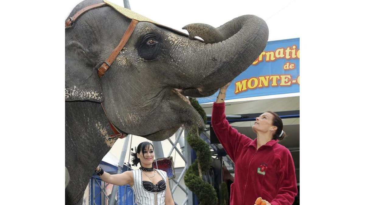 La princesa Estefanía de Mónaco acaricia a un elefante el pasado enero.