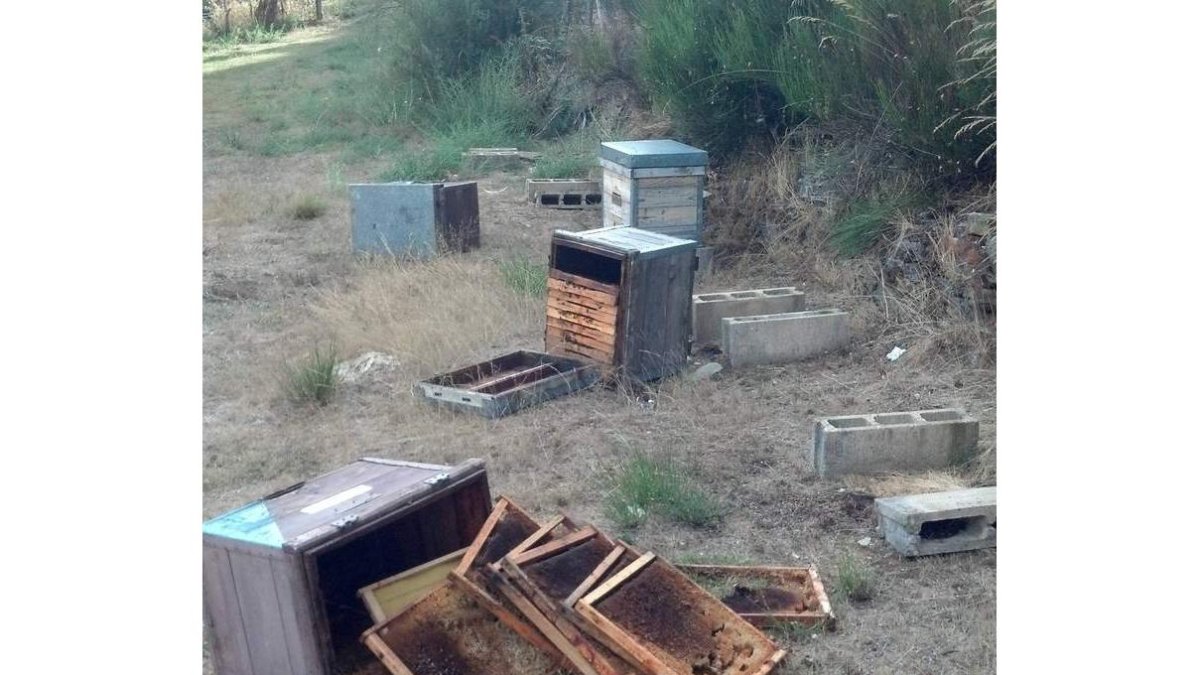 Colmenas volcadas, con los cuadros rotos y huellas de las patas, tarjeta de visita del oso en colmenar de Cirujales.