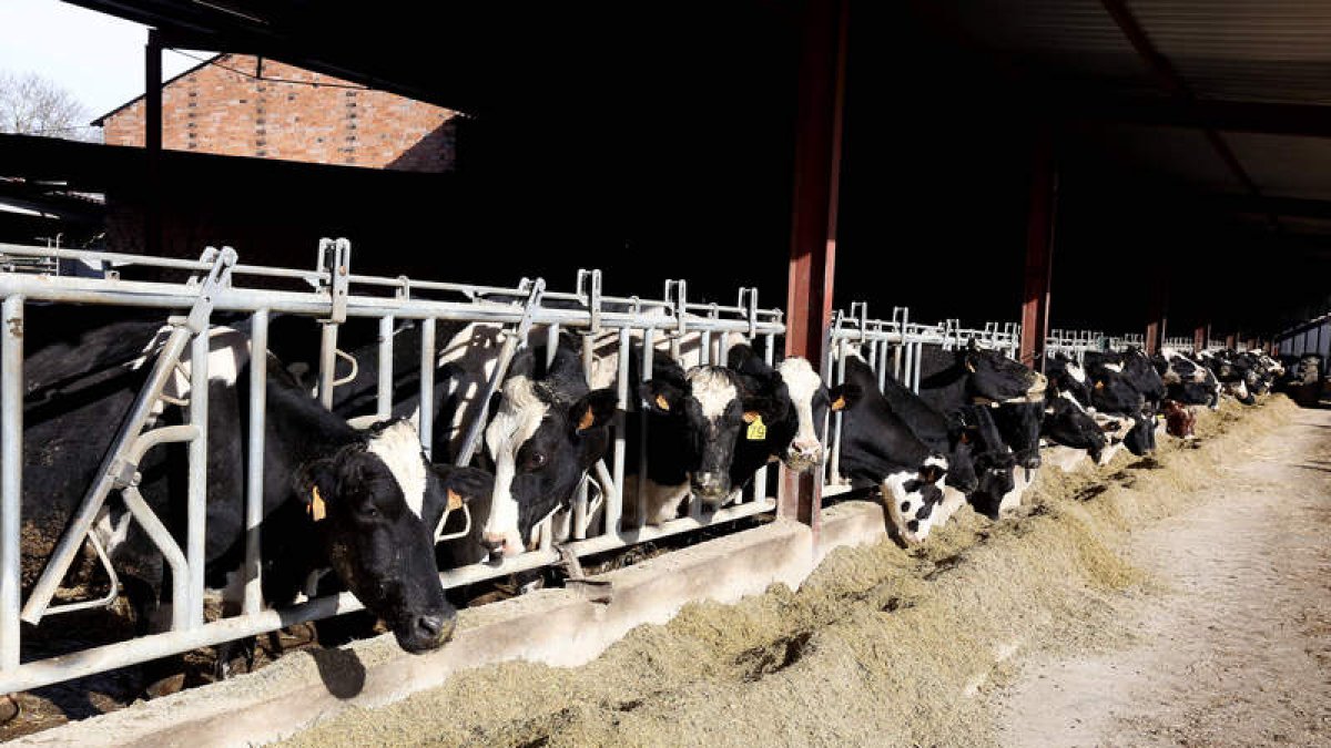 La Lonja Agropecuaria de León confirma la caída de la leche de vacuno en enero.