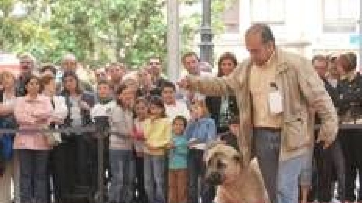 Un hombre peina a uno de los ejemplares en plena competición