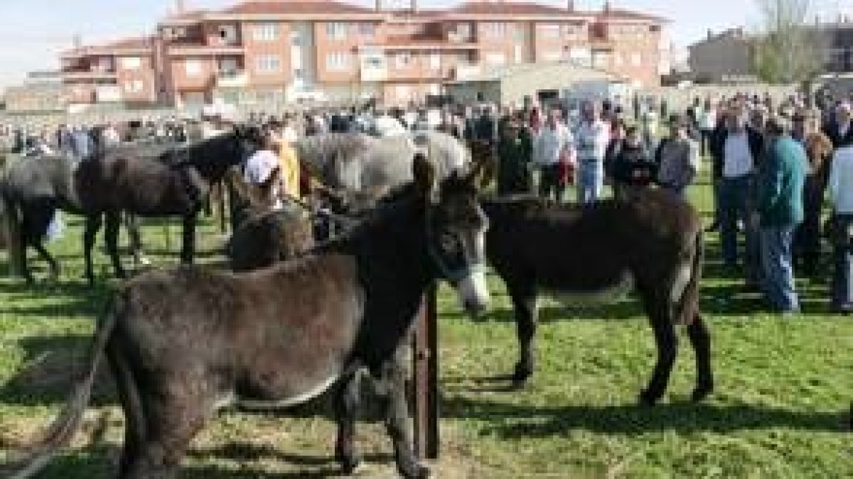 Más de cien animales, entre caballos, yeguas y burros, participan en el encuentro de Mansilla