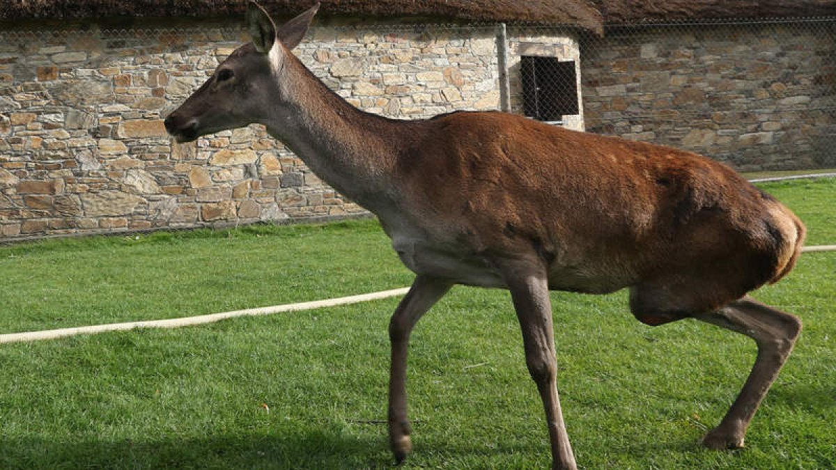 Bimba camina erguida después de superar la amputación de una pata, por una rotura que le llevaba a la gangrena.