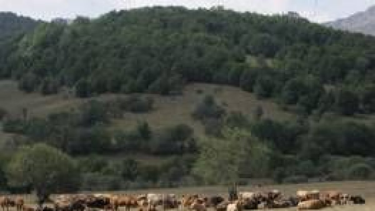 Estampa de una de las laderas de los Picos de Europa, en la que los animales pacen tranquilamente