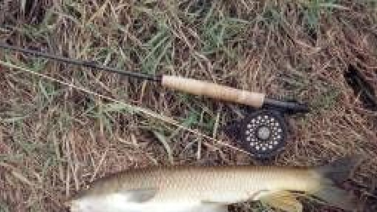 Magnífico ejemplar de barbo capturado en Puente Quintos