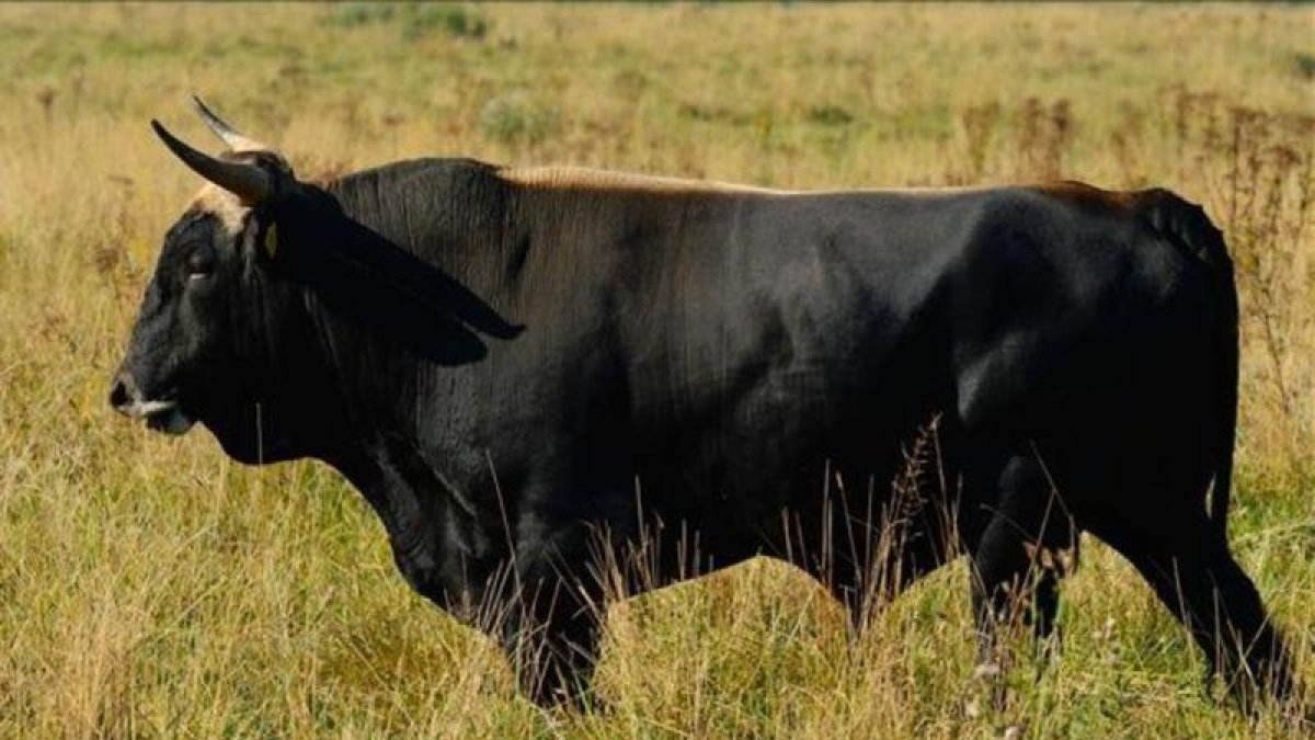 El ejemplar Manolo Uno, un toro resultante de los cruces del proyecto científico para revivir el uro. El pelaje y el tamaño se acercan al progenitor salvaje, pero todavía no los cuernos.