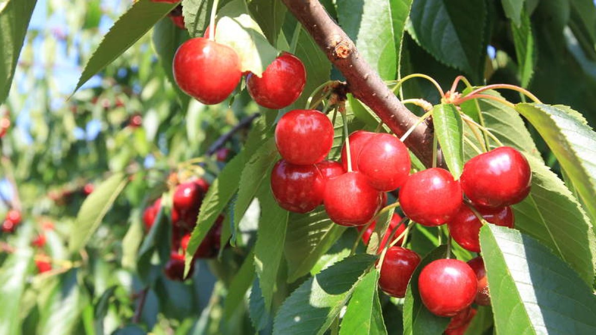 En la comarca hay 35 productores y tres empresas adscritas a la Marca de Garantía Cereza del Bierzo.