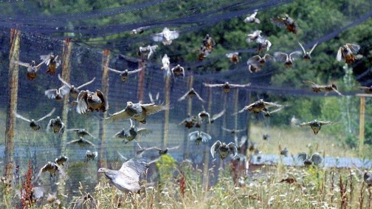 Los cernícalos son una de las especies que se usarán contra el topillo. RAMIRO