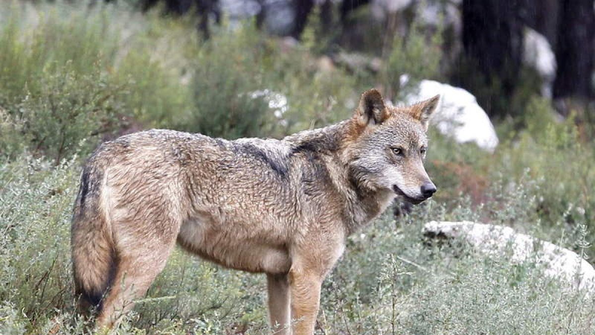 Reclaman protección para la especie, que en León es cinegética, en todo el territorio nacional