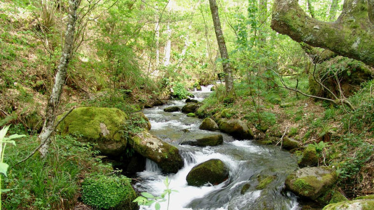 El río Oza.