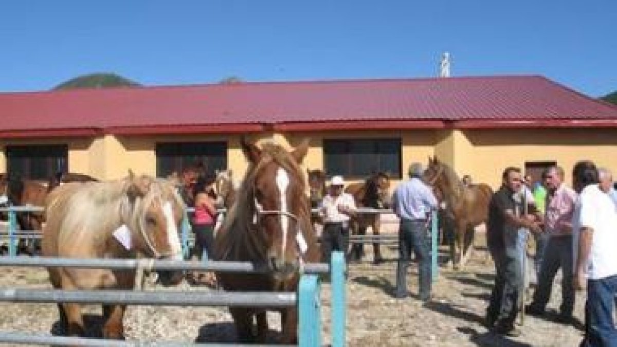 Las reses de equino fueron las protagonistas de la feria de Puebla de Lillo.