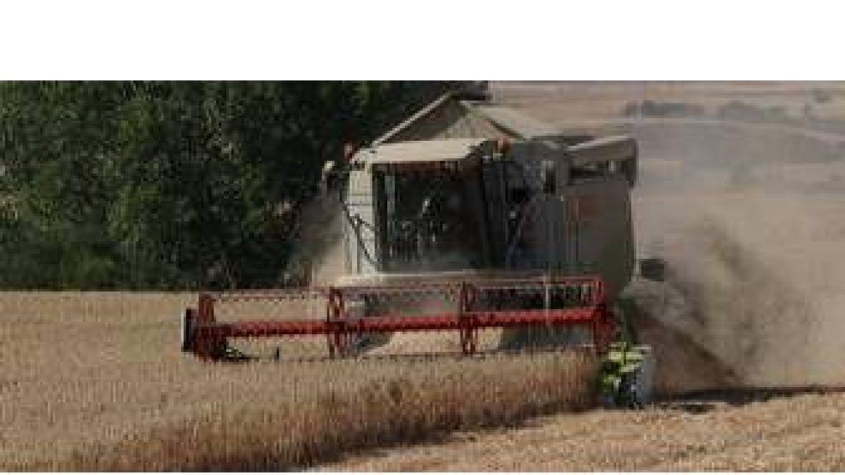 Una cosechadora recoge cereal en los campos de la provincia
