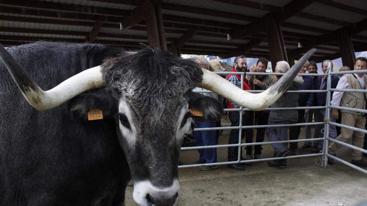 Riaño ha conseguido recuperar una de las ferias ganaderas más importantes de la zona, también conocida como feria de noviembre. CAMPOS