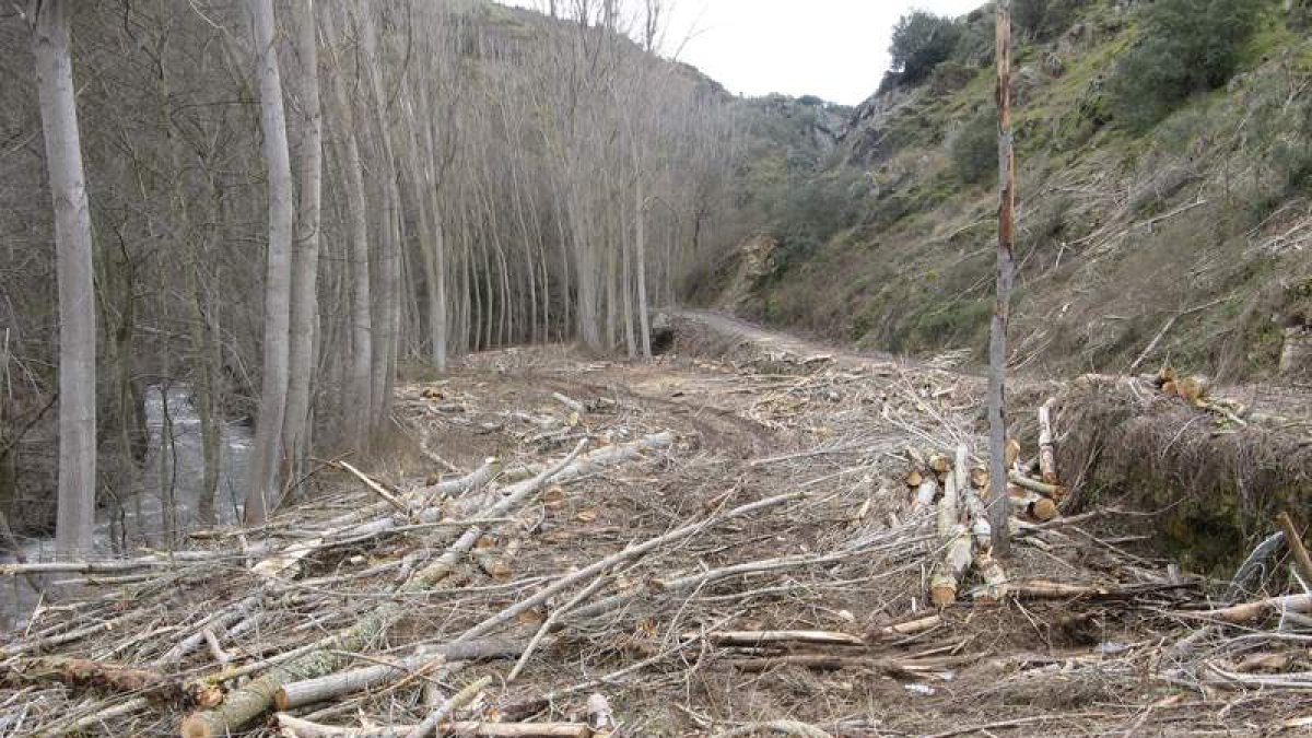 Tala de chopos maderables en San Esteban de Valdueza.